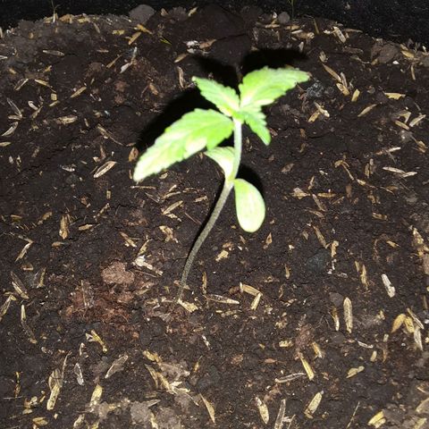 CHALUPAS CBD growlog photo: Medición de la planta 