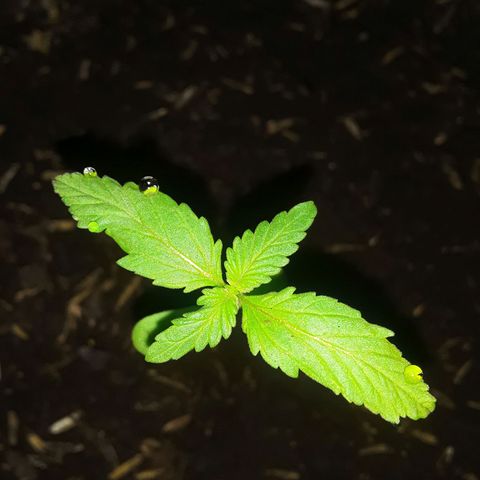 CHALUPAS CBD growlog photo: Se observa en el borde de las hojas unas gotas, conocido como proceso de gutación