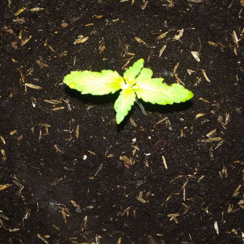 CHALUPAS CBD growlog photo: Se hizo riego para humedecer al sustrato