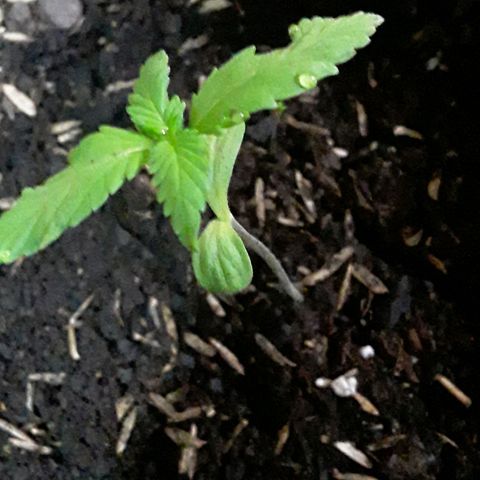 CHALUPAS CBD growlog photo: Se observa gutación en el borde de las hojas 