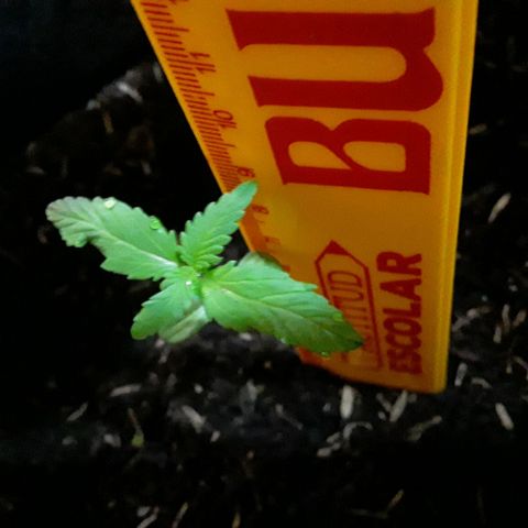 CHALUPAS CBD growlog photo: Medición de la planta 