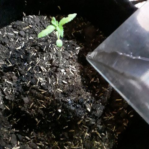 CHALUPAS CBD growlog photo: Se hizo riego 