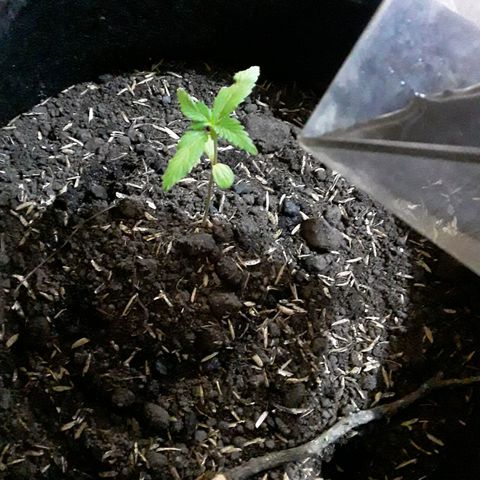 CHALUPAS CBD growlog photo: Regar el sustrato 