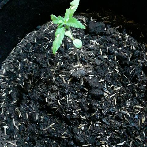 CHALUPAS CBD growlog photo: Regar el sustrato 