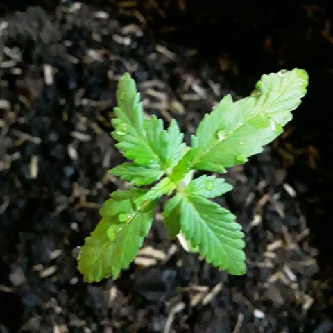CHALUPAS CBD growlog photo: Se hizo riego para humedecer al sustrato