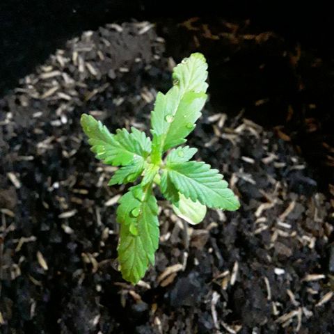 CHALUPAS CBD growlog photo: Se hizo riego para humedecer al sustrato