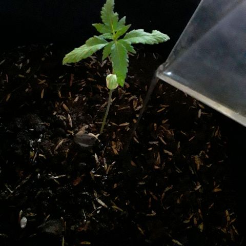 CHALUPAS CBD growlog photo: Se aplicó el fertilizante natural preventivo y de crecimiento realizado 