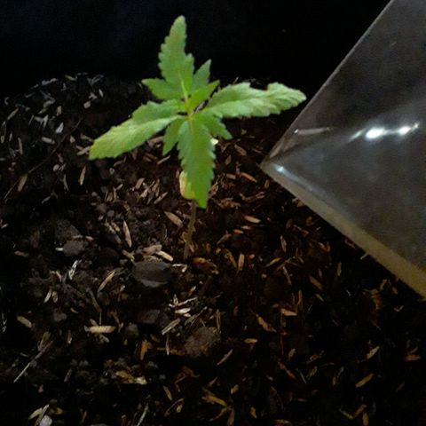 CHALUPAS CBD growlog photo: Se aplicó el fertilizante natural preventivo y de crecimiento realizado 