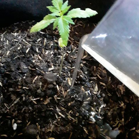 CHALUPAS CBD growlog photo: Se aplicó el fertilizante natural preventivo y de crecimiento realizado 