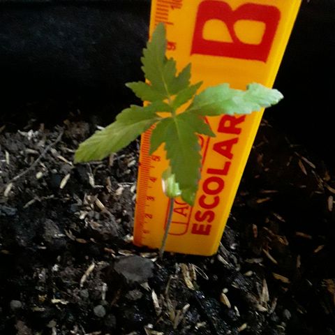 CHALUPAS CBD growlog photo: Medición de la planta
