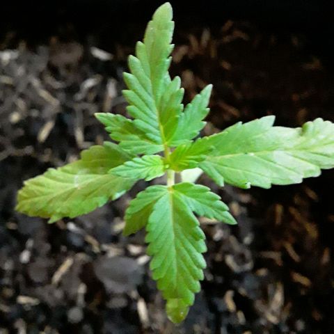 CHALUPAS CBD growlog photo: Etapa fenológica:
Código: 1004 
Segundo par de hojas
3 folíolos