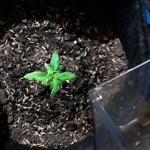 CHALUPAS CBD growlog photo: Se hizo riego