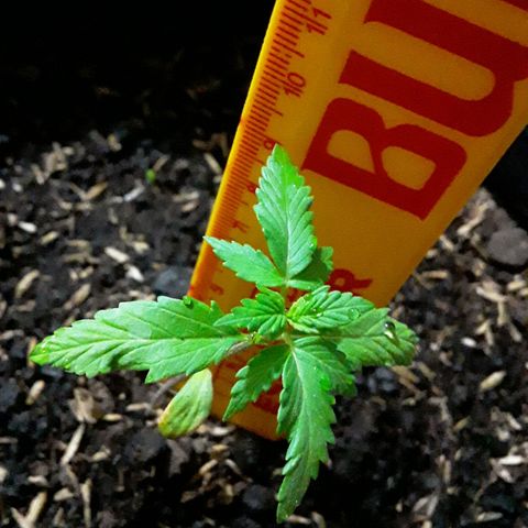 CHALUPAS CBD growlog photo: Medición de la planta 
