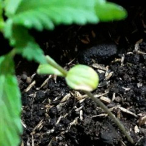 CHALUPAS CBD growlog photo: Se observa un color amarillo en las hojas 