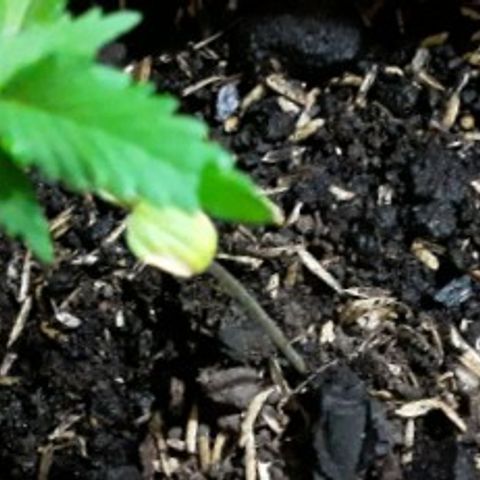 CHALUPAS CBD growlog photo: Se observa un color amarillo en las hojas 