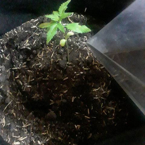 CHALUPAS CBD growlog photo: Se hizo riego para humedecer el sustrato 