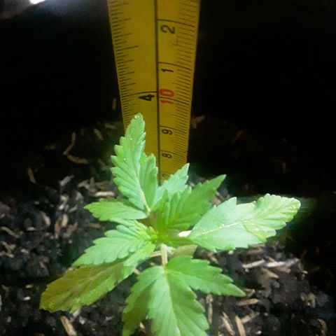 CHALUPAS CBD growlog photo: Medición de la planta 