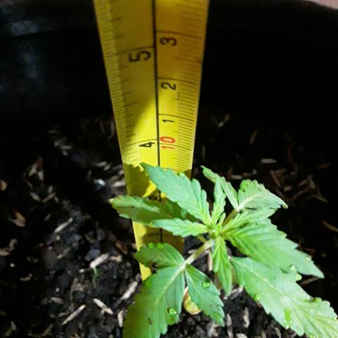 CHALUPAS CBD growlog photo: Medición de la planta 