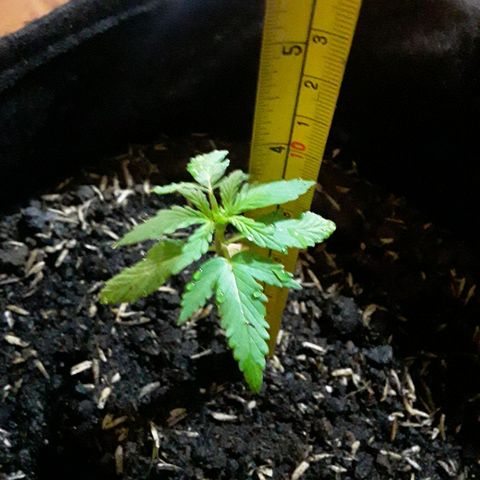CHALUPAS CBD growlog photo: Medición de la planta 