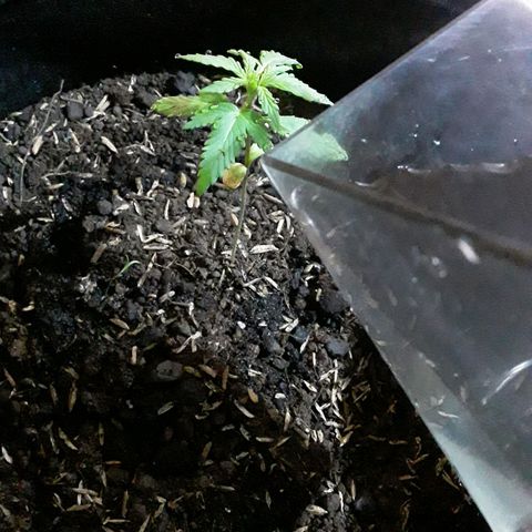 CHALUPAS CBD growlog photo: Se hizo riego para humedecer el sustrato