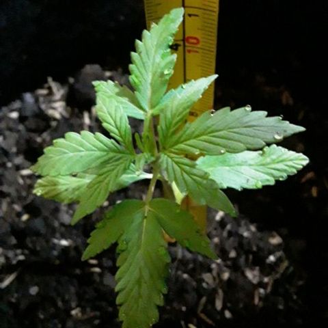CHALUPAS CBD growlog photo: Medición de la planta 