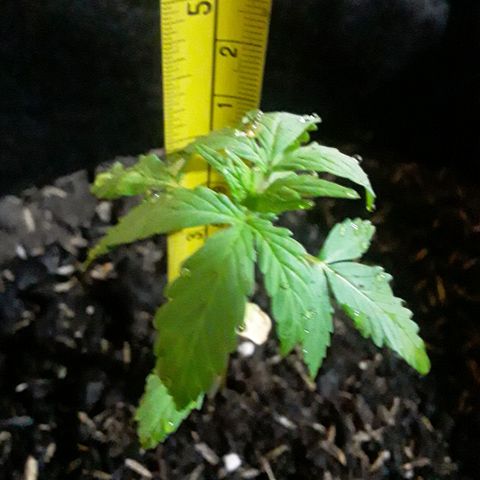 CHALUPAS CBD growlog photo: Medición de la planta 