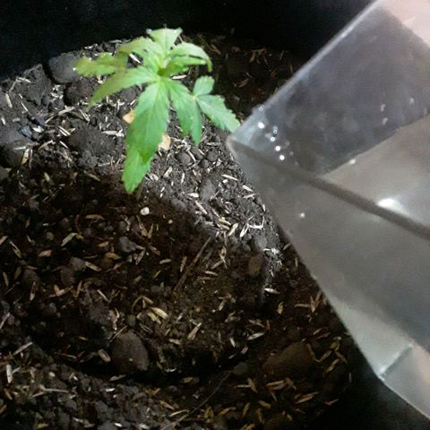CHALUPAS CBD growlog photo: Se hizo riego al sustrato 