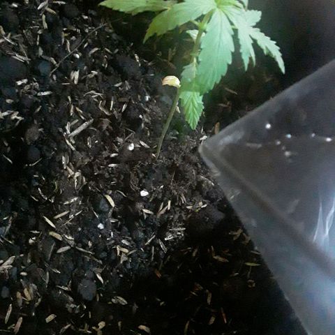 CHALUPAS CBD growlog photo: Se hizo el riego 