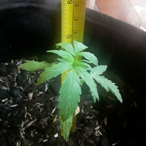 CHALUPAS CBD growlog photo: Medición de la planta 