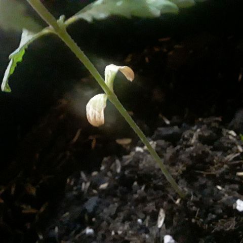 CHALUPAS CBD growlog photo: Cotiledones amarillos, secándose 