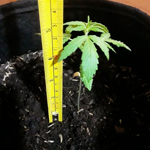 CHALUPAS CBD growlog photo: Se hizo la medición de la plantita 