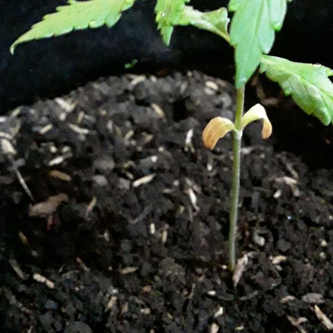CHALUPAS CBD growlog photo: Cotiledones amarillos, secándose 