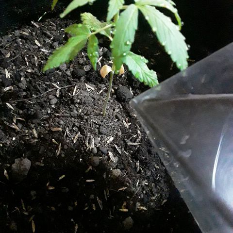CHALUPAS CBD growlog photo: Se hizo debidamente el riego