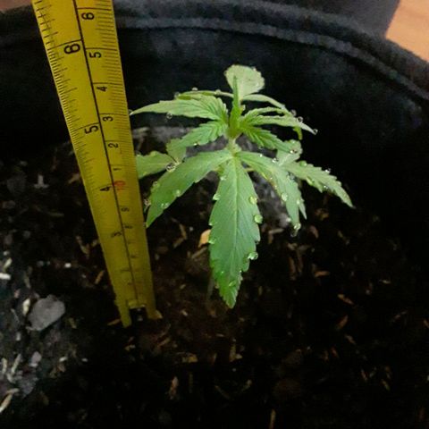CHALUPAS CBD growlog photo: Medición de la planta 