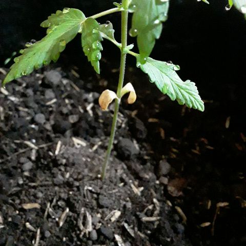CHALUPAS CBD growlog photo: Se nota a los cotiledones secándose 