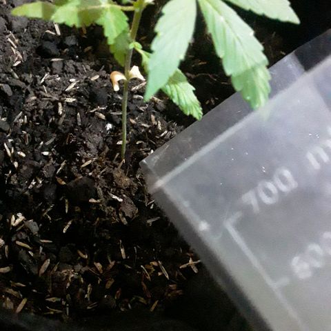 CHALUPAS CBD growlog photo: Se aplicó el fertilizante casero 