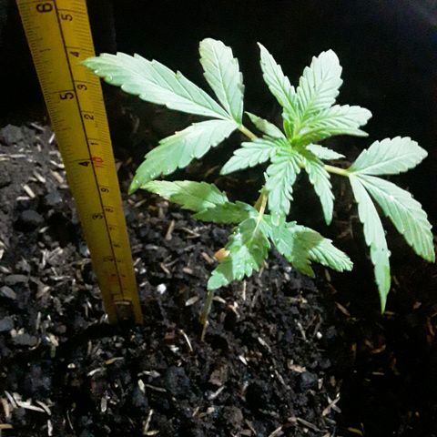 CHALUPAS CBD growlog photo: Medición de la planta 