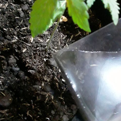 CHALUPAS CBD growlog photo: Se hizo el respectivo riego