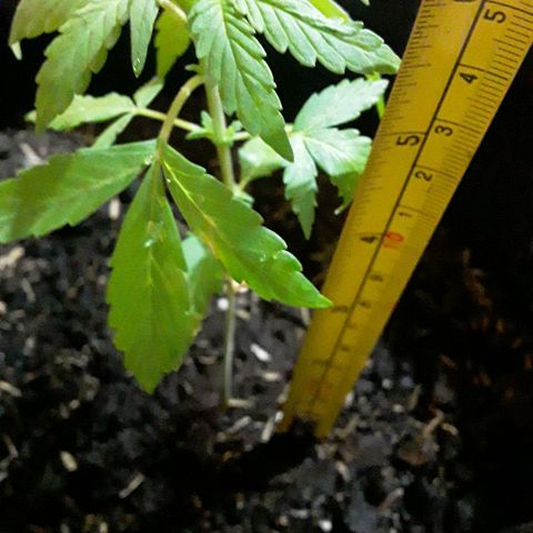 CHALUPAS CBD growlog photo: Medición de la planta 