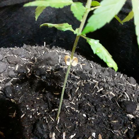 CHALUPAS CBD growlog photo: Cotiledones secándose 