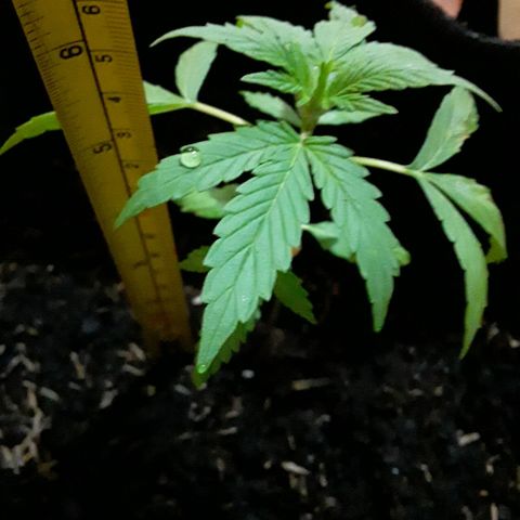 CHALUPAS CBD growlog photo: Medición de la planta 