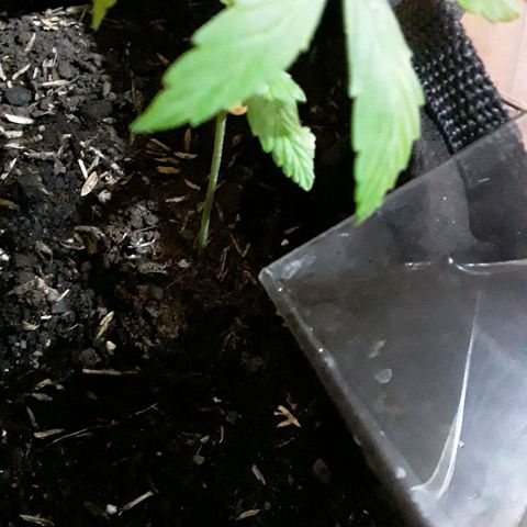 CHALUPAS CBD growlog photo: Se hizo el respectivo riego 