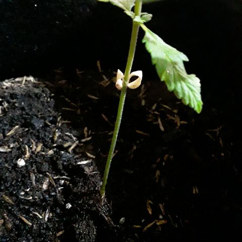 CHALUPAS CBD growlog photo: Se observa que los cotiledones están secándose 