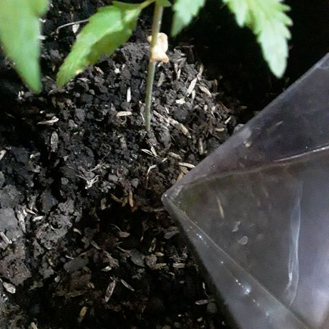 CHALUPAS CBD growlog photo: Se hizo el respectivo riego para humedecer el sustrato 