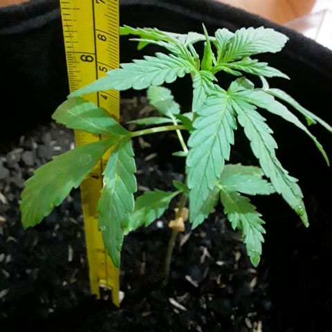 CHALUPAS CBD growlog photo: Se hizo la respectiva medición de la plantita 