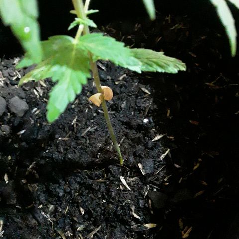 CHALUPAS CBD growlog photo: Se sigue observando como los cotiledones se vavan secando