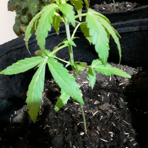 CHALUPAS CBD growlog photo: Etapa fenológica:
Código: 1010 
Quinto par de hojas
9 folíolos