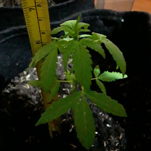 CHALUPAS CBD growlog photo: Medición de la planta 