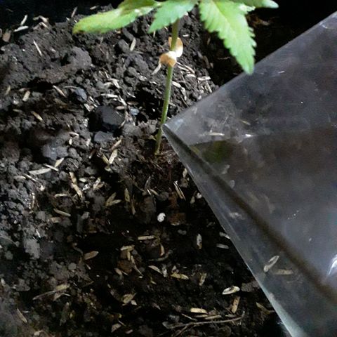 CHALUPAS CBD growlog photo: Se hizo riego para humedecer al sustrato 