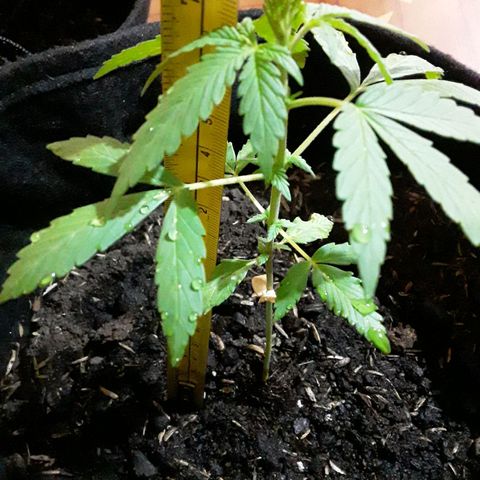 CHALUPAS CBD growlog photo: Se hizo la medición de la planta 